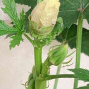 かすみ こんばんは♪ 宇都宮ムンムン熟女妻