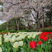 ヒメ日記 2026/04/09 02:40 投稿 一瀬果純 五十路マダム愛されたい熟女たち 福山店(カサブランカグループ)