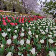 ヒメ日記 2026/05/14 07:56 投稿 一瀬果純 五十路マダム愛されたい熟女たち 福山店(カサブランカグループ)
