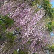 ヒメ日記 2026/05/15 08:16 投稿 一瀬果純 五十路マダム愛されたい熟女たち 福山店(カサブランカグループ)