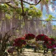 ヒメ日記 2026/05/15 10:30 投稿 一瀬果純 五十路マダム愛されたい熟女たち 福山店(カサブランカグループ)