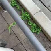 ヒメ日記 2025/07/30 09:50 投稿 なぎさ One More奥様　厚木店