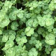 ヒメ日記 2025/07/26 19:57 投稿 花泉かりん ハプニング痴漢電車or全裸入室