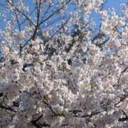 ヒメ日記 2025/03/30 16:08 投稿 小林　まや 極みSPAネクサス東海(旧イマジン名古屋)