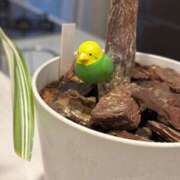 ヒメ日記 2025/06/03 10:53 投稿 うめよ CECIL