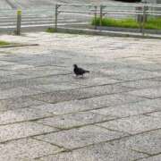 ヒメ日記 2025/06/30 00:10 投稿 うめよ CECIL