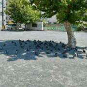 ヒメ日記 2025/09/02 05:15 投稿 うめよ CECIL