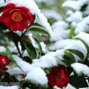 ヒメ日記 2026/01/08 11:12 投稿 如月椿 プレジデントクラブ