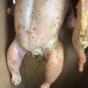 ヒメ日記 2025/12/18 12:01 投稿 佐々波エヴァ Mrs. Dandy Shibuya