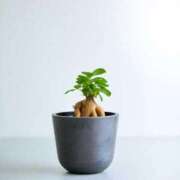 浅倉いずみ おはようございます💜 シロガネーゼ