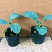 ヒメ日記 2026/04/20 09:18 投稿 浅倉いずみ シロガネーゼ