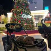 ヒメ日記 2024/12/12 02:32 投稿 りの【ステラ待望の神乳】 STELLA NEXT－ステラネクスト－