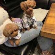 ヒメ日記 2025/10/11 02:11 投稿 りの【ステラ待望の神乳】 STELLA NEXT－ステラネクスト－