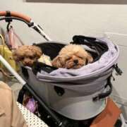 ヒメ日記 2026/04/07 02:05 投稿 りの【ステラ待望の神乳】 STELLA NEXT－ステラネクスト－