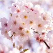 ヒメ日記 2025/04/12 11:25 投稿 牧坂　優希 キングアンドクイーン