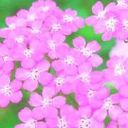 ヒメ日記 2026/07/12 10:00 投稿 あみ 奥様の実話 なんば店