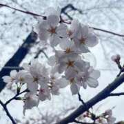 ヒメ日記 2025/04/16 11:31 投稿 綾瀬　しいな 癒し娘診療所 水戸・ひたちなか店