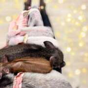 ヒメ日記 2026/01/27 22:09 投稿 えれな 究極元モデル美女♪ L＆Jブラザーズ