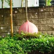 ヒメ日記 2025/06/29 16:39 投稿 たま 熟女の風俗最終章 本厚木店