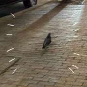 ヒメ日記 2025/04/06 01:39 投稿 筒井　ゆう ソープランド蜜 人妻・美熟女専門店