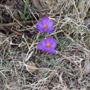 ヒメ日記 2025/04/11 16:23 投稿 筒井　ゆう ソープランド蜜 人妻・美熟女専門店