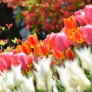 ヒメ日記 2025/04/17 13:12 投稿 筒井　ゆう ソープランド蜜 人妻・美熟女専門店