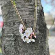 ヒメ日記 2025/04/26 12:42 投稿 筒井　ゆう ソープランド蜜 人妻・美熟女専門店