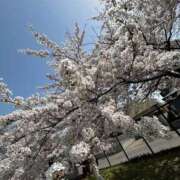 ヒメ日記 2025/05/01 11:28 投稿 筒井　ゆう ソープランド蜜 人妻・美熟女専門店