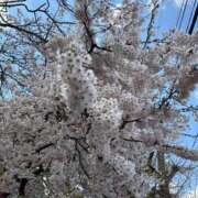 ヒメ日記 2025/05/04 01:42 投稿 筒井　ゆう ソープランド蜜 人妻・美熟女専門店