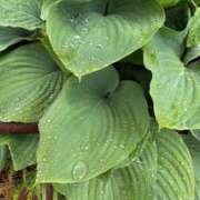 ヒメ日記 2025/05/26 15:22 投稿 筒井　ゆう ソープランド蜜 人妻・美熟女専門店