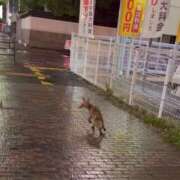 ヒメ日記 2025/06/17 06:42 投稿 筒井　ゆう ソープランド蜜 人妻・美熟女専門店