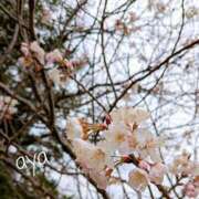 ヒメ日記 2025/03/19 10:55 投稿 あや [優良人妻店]セレブスタイル（山口～防府～萩）