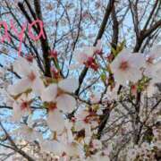 ヒメ日記 2025/04/06 07:41 投稿 あや [優良人妻店]セレブスタイル（山口～防府～萩）