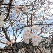 あや おはようございますー [優良人妻店]セレブスタイル（山口～防府～萩）