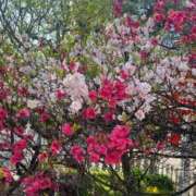 あやめ 💦 手コキ＆オナクラ 大阪はまちゃん 谷九店