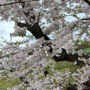 ヒメ日記 2025/04/09 15:03 投稿 あやなみ 小田原人妻城