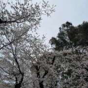 ヒメ日記 2025/03/29 21:12 投稿 月宮 倶楽部 月兎