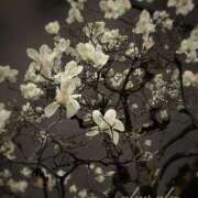 ヒメ日記 2026/03/11 11:47 投稿 桜子(さくらこ) ロケットワイフ