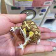 ヒメ日記 2026/06/24 13:01 投稿 ラム 人妻デリバリーパコパコママ一宮店