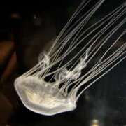 ヒメ日記 2026/02/27 08:04 投稿 りつか 埼玉西川口ショートケーキ（シンデレラグループ）