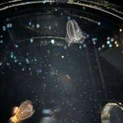 ヒメ日記 2026/03/01 15:22 投稿 りつか 埼玉西川口ショートケーキ（シンデレラグループ）