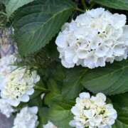 ヒメ日記 2025/09/11 17:49 投稿 みわ Number Five 品川（シンデレラグループ）