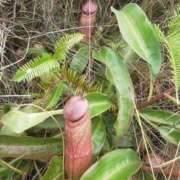 ヒメ日記 2024/12/26 10:17 投稿 あいな⭐✖1【ドエロ妻】 やん姫SP