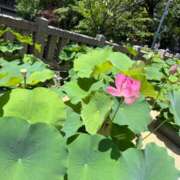 ヒメ日記 2025/07/01 17:10 投稿 あいな⭐✖1【ドエロ妻】 やん姫SP