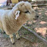 ヒメ日記 2025/07/15 18:26 投稿 あいな⭐✖1【ドエロ妻】 やん姫SP