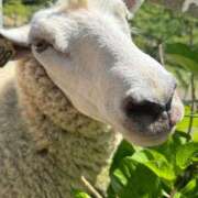 ヒメ日記 2025/07/24 11:38 投稿 あいな⭐✖1【ドエロ妻】 やん姫SP