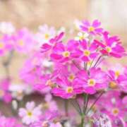 ヒメ日記 2025/04/12 10:02 投稿 みき 完熟ばなな 上野店