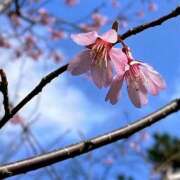 ヒメ日記 2025/03/26 18:45 投稿 あゆ 奥様鉄道69 東京店