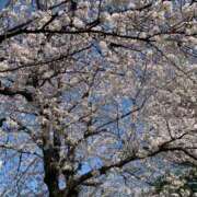 ヒメ日記 2025/04/14 07:30 投稿 桜葉 川越勃たせる妻たち