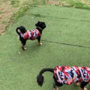 ヒメ日記 2025/05/08 07:34 投稿 桜葉 川越勃たせる妻たち